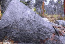 The 4.2 billion-year-old zircon in the rock offers fresh clues about the earth’s origins A rock sample recovered nearly eight years ago from Champua in Odisha’s Kendujhar district has put India at the forefront of geological research in the world. Scientists have found in the rock a grain of magmatic zircon (a mineral that contains traces of radioactive isotopes) that is an estimated 4,240 million years old — a discovery of great promise to study the earth’s early years. Geologists from the University of Calcutta and Curtin University, Malaysia, along with researchers from the Chinese Academy of Geological Sciences, Beijing, made the discovery, which was published last week in the journal Scientific Reports. Rajat Mazumder, geologist and one of the authors of the paper, said that the only instance of zircon older than this discovery was the one found in Jack Hill, Western Australia, which was 4,400 million years old and is the oldest known rock sample. But the zircon in this case was from metamorphosed sedimentary rock, unlike the Singhbhum one, which was formed from magma. “Thus, the Singhbhum rock from where the zicron was recovered is the second oldest and its zircon, the oldest magmatic zircon on earth,” Dr. Mazumder said. Along with Dr. Mazumder, Trisrota Chaudhuri, a scholar with the University of Calcutta who is also associated with the Geological Survey of India (GSI), had spent years researching the Singhbhum rocks of Odisha. Turned to China Dr. Mazumder and Ms. Chaudhuri studied the samples at the Geological Studies Unit of the Indian Statistical Institute, Kolkata. The isotopic analysis was a big challenge. They approached many laboratories in Australia, Canada, Germany and the US, in vain. They finally turned to China. “The machine used is called Sensitive High Resolution Ion Microprobe (SHRIMP). It is not available in India. Dr. Yusheng Wan, a Senior Researcher with the Beijing SHRIMP Center at the Chinese Academy of Geological Sciences, Beijing, agreed to analyse only four samples on a collaboration basis,” Dr. Mazumder said. The analyses confirmed the presence of two zircon grains that were 4,240 million and 4,030 million years old. “Their study will add valuable information about the presence of water in the first few hundred million years of the Earth’s history. It will also give us clues to when plate tectonics began,” Dr. Mazumder said.